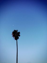 Low angle view of flowers against blue sky