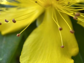 Close-up of yellow flowering plant