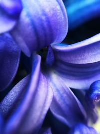 Macro shot of purple flower