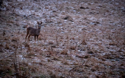 Deer standing on field