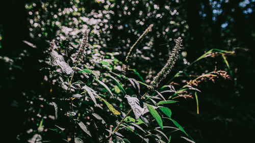 Close-up of plant in forest