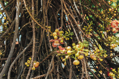 Close-up of fruit growing on tree