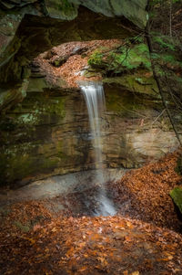 River flowing through forest