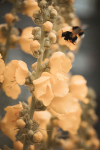 Close-up of flowering plant