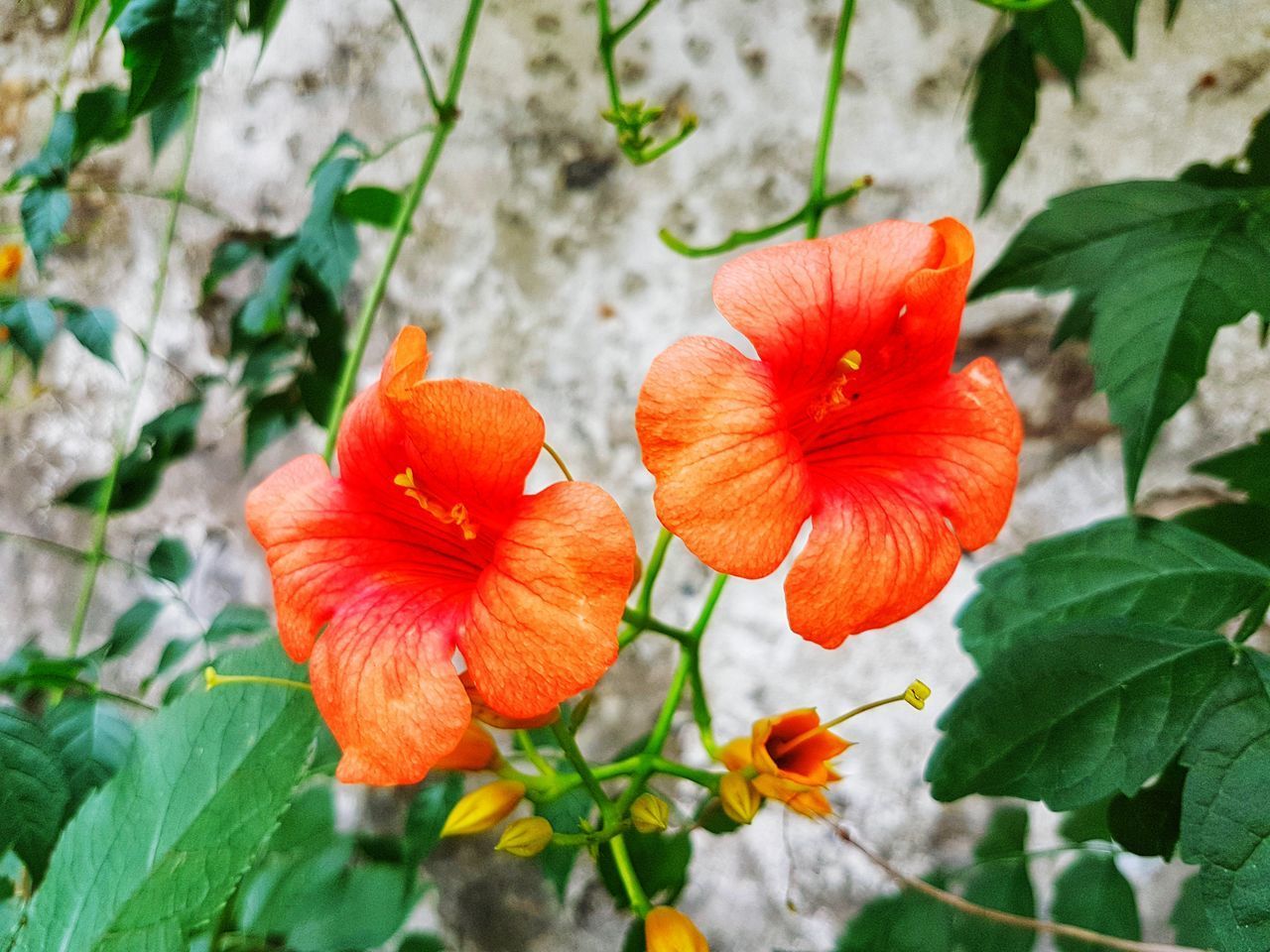 CLOSE-UP OF ORANGE FLOWER PLANT