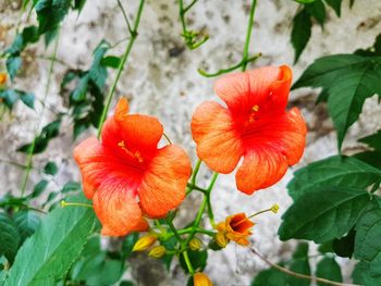 Close-up of orange flowering plant