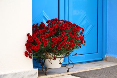 Close-up of red flowering plant against blue wall