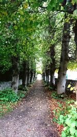 View of trees in park