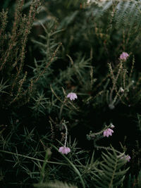 Close-up of purple flowering plants on land