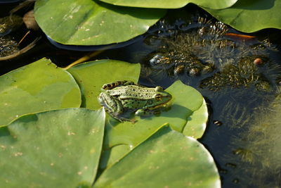 High angle view of frog on leaf in lake