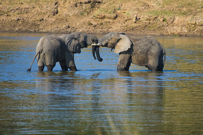 View of elephant