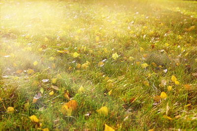 Full frame shot of flowering plants on field