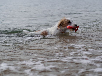 Dog swimming with toy