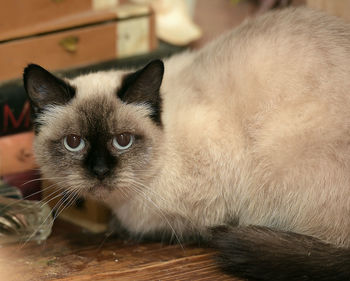 Close-up portrait of a cat