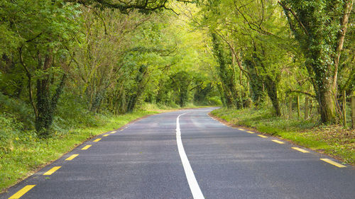 Road amidst trees in forest