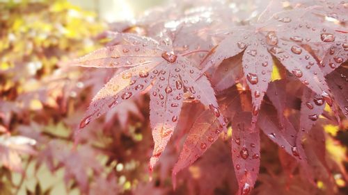 Close-up of wet leaves on rainy day