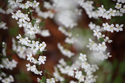 Close-up of white flowering plant