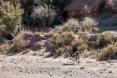 Silhouette of woman standing on tree trunk