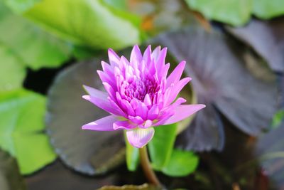 Close-up of pink water lily
