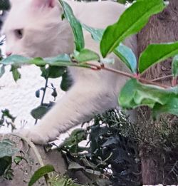 Close-up of a cat on branch