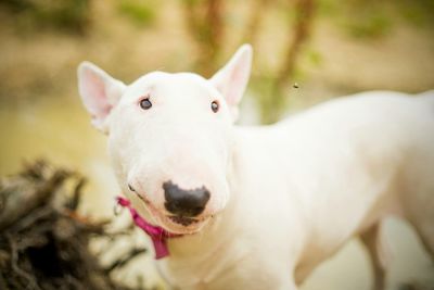 Close-up portrait of a dog