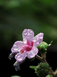 Close-up of wet flower