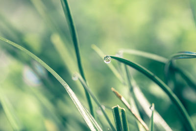 Close-up of water drop on grass