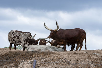 Oxen on field at san diego safari park