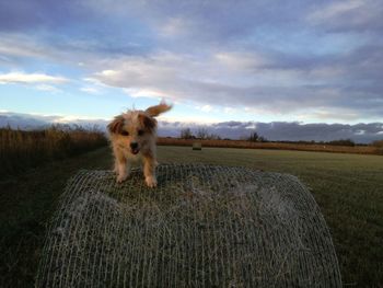 Dog on a field