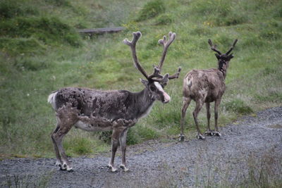 Reindeer standing in a field near nordcape
