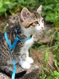 Close-up portrait of cat