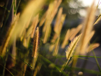 Close-up of stalks in field