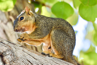 Close-up of squirrel