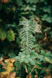 High angle view of fern amidst trees on field