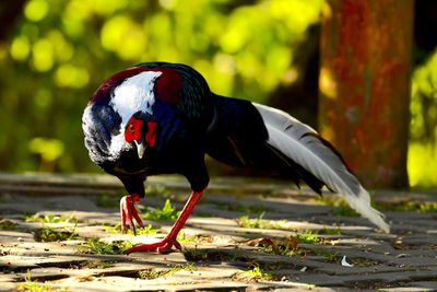 Close-up of a bird perching on a field