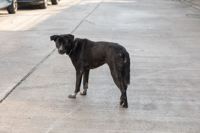 Dog standing on footpath in city