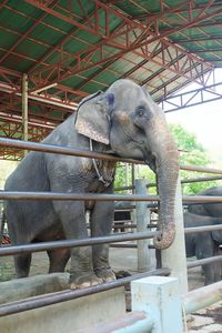 Elephant on stone wall