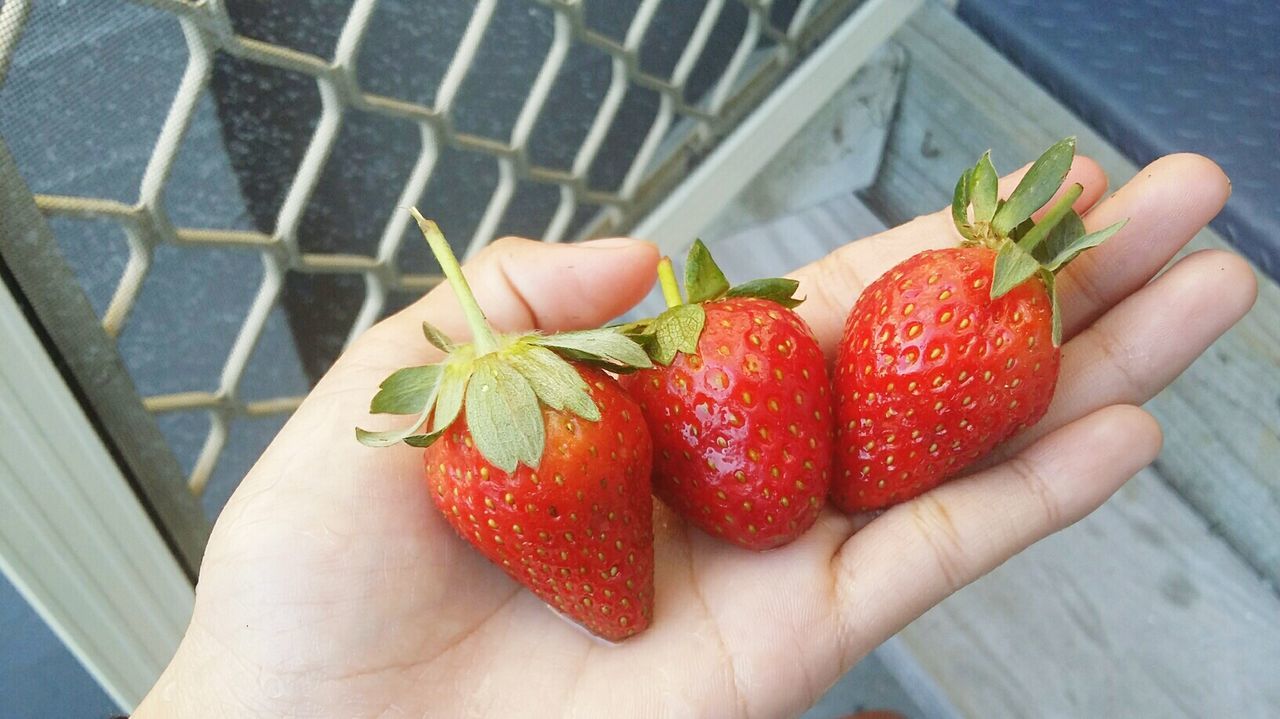 person, food and drink, food, holding, red, part of, freshness, cropped, personal perspective, fruit, strawberry, healthy eating, unrecognizable person, human finger, lifestyles, close-up, leisure activity