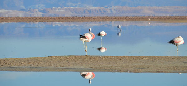 Birds by lake against sky