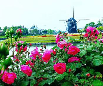 Pink flowering plants against sky