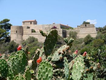 Close-up of plants against clear sky