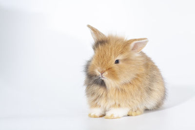 Close-up of a rabbit over white background