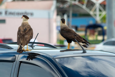 Hawks perching on a car