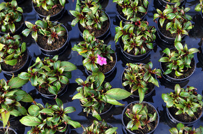 High angle view of potted plants