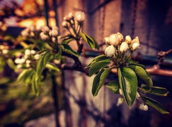 Close-up of flowering plant