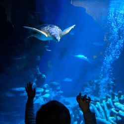 Rear view of boy watching sea turtle swimming in aquarium