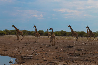 View of horses on field