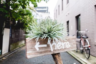 Close-up of directional sign with plant in alley