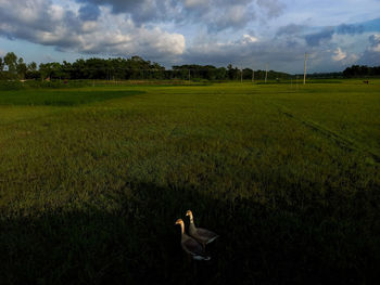 View of a bird on field