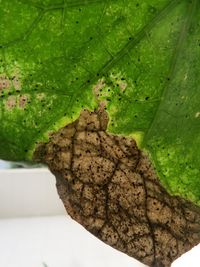 Close-up of insect on leaves